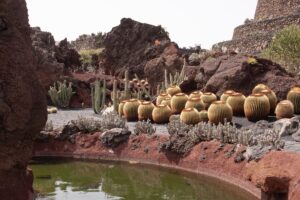 Kleine Kakteen im Kakteengarten von César Manrique